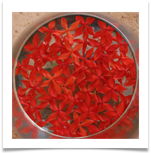 1Bowl of Flowers - Anne Tidswell